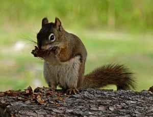 brown and white squirrel eating nut on tree branch during daytime thumbnail