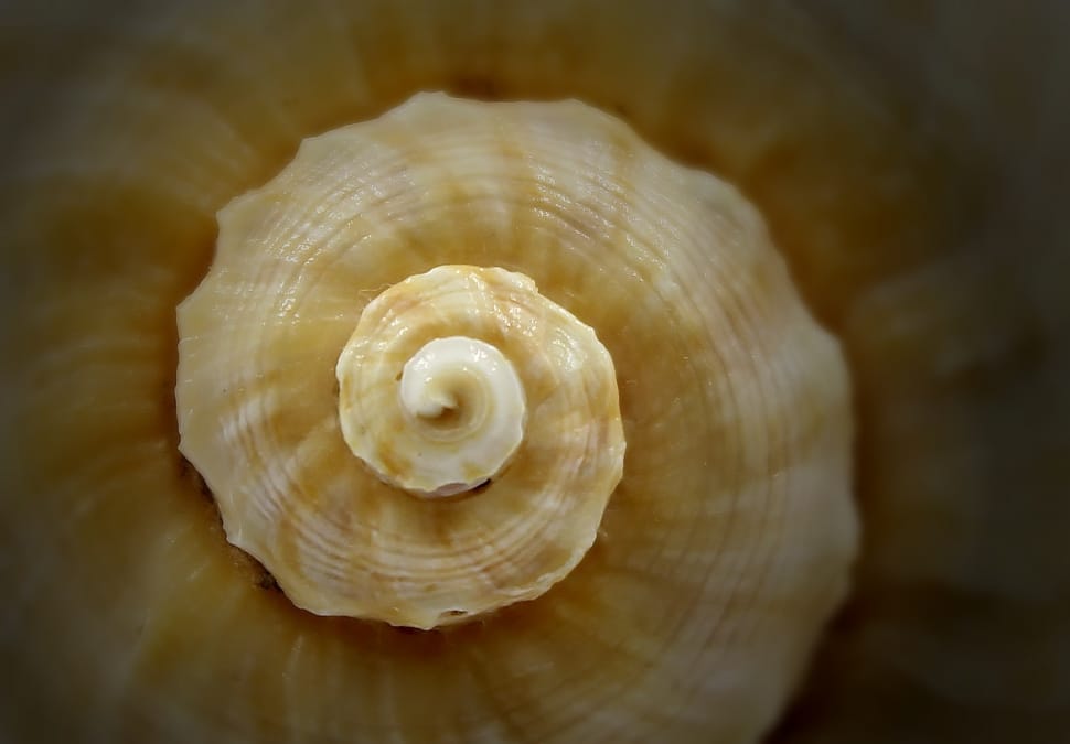 selective focus photography of beige sea shell preview