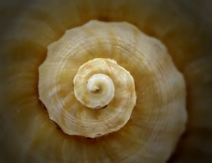 selective focus photography of beige sea shell thumbnail