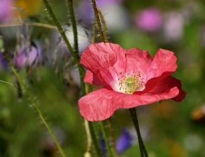 pink poppy flower thumbnail