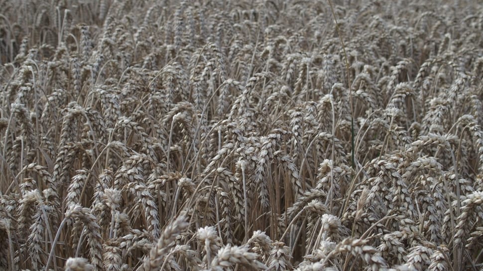 grass field preview