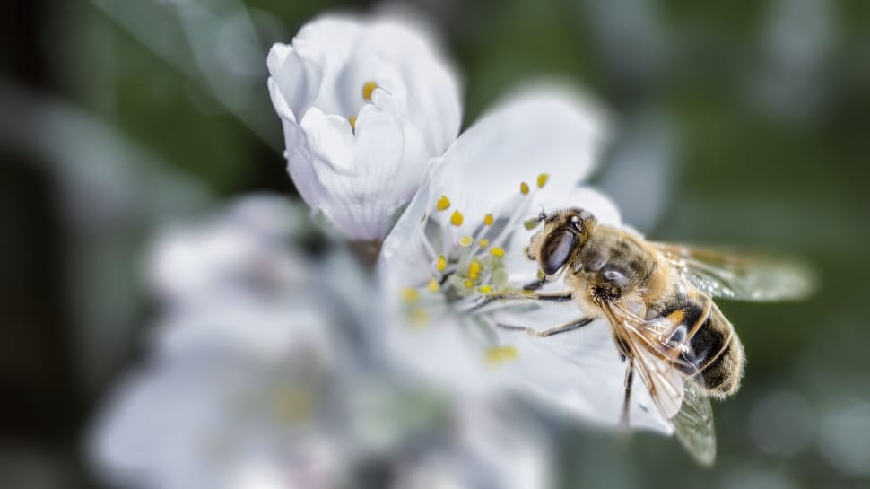 tilt shift lens photography of bee gathering pollen from white petaled flower preview