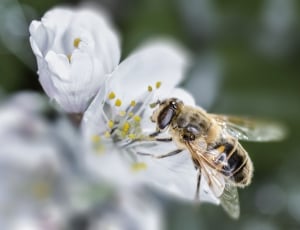 tilt shift lens photography of bee gathering pollen from white petaled flower thumbnail