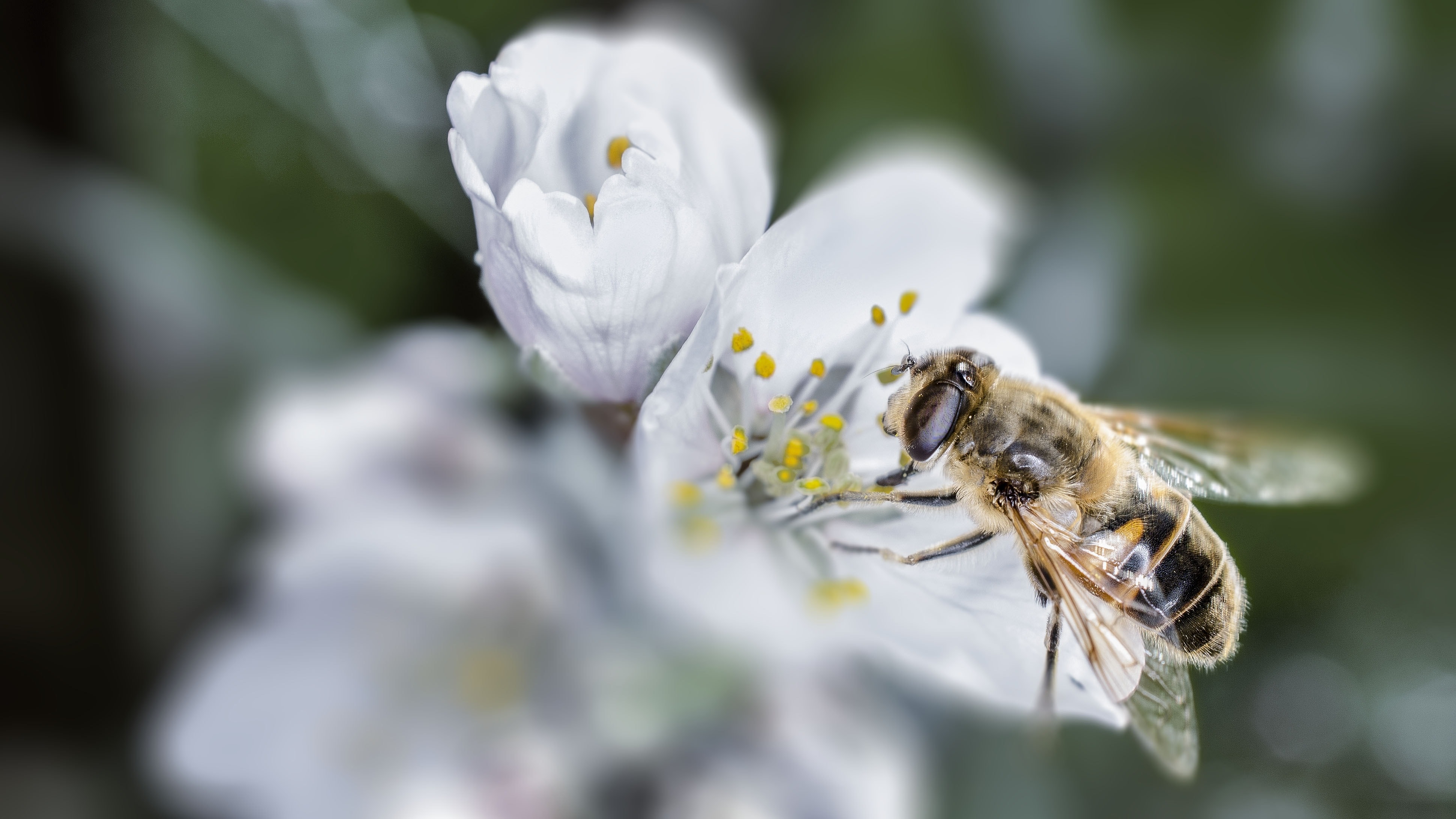 tilt shift lens photography of bee gathering pollen from white petaled flower