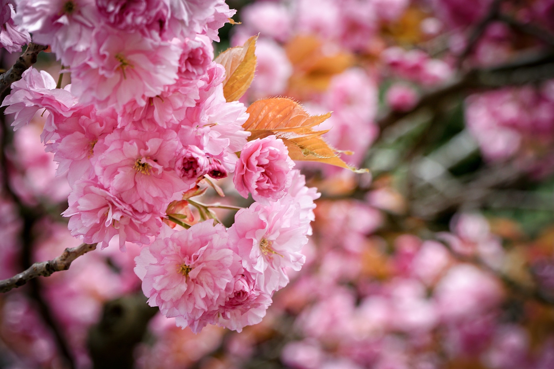 pink flower