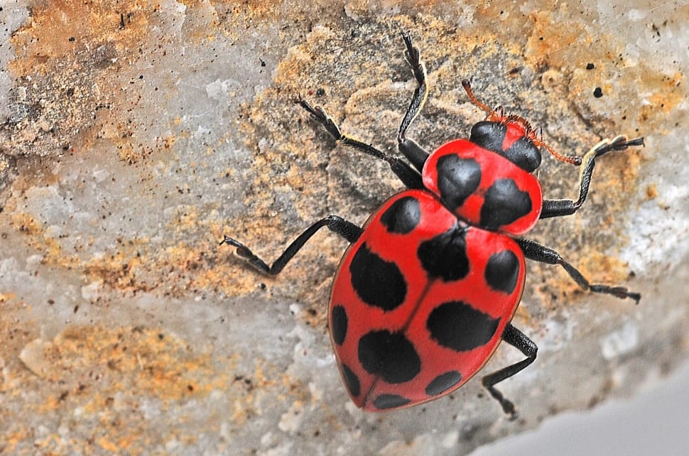 black and red beetle preview