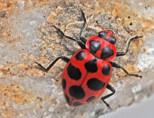 black and red beetle thumbnail