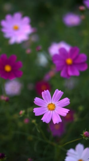 pink and red cosmos flowers thumbnail