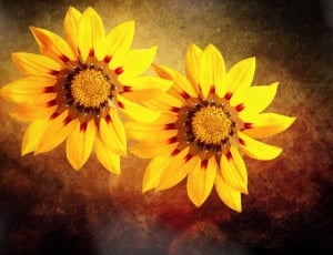 2 yellow sunflowers thumbnail