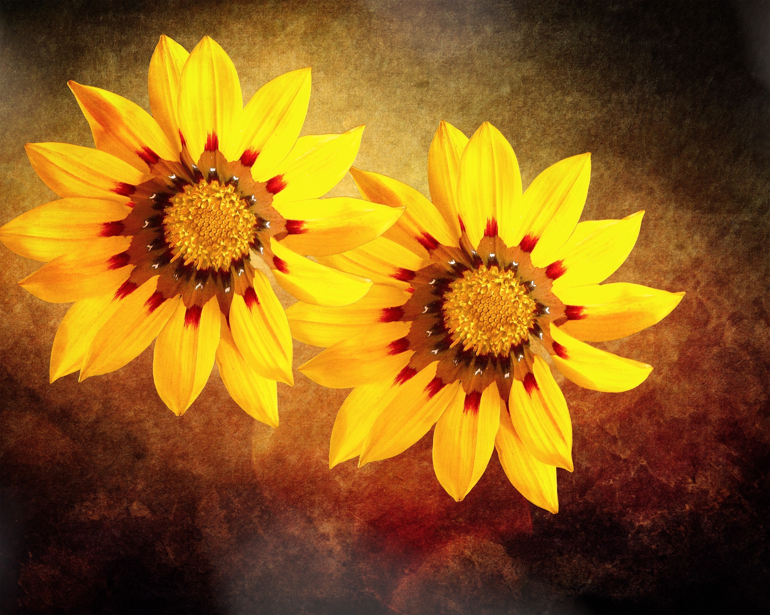 2 yellow sunflowers