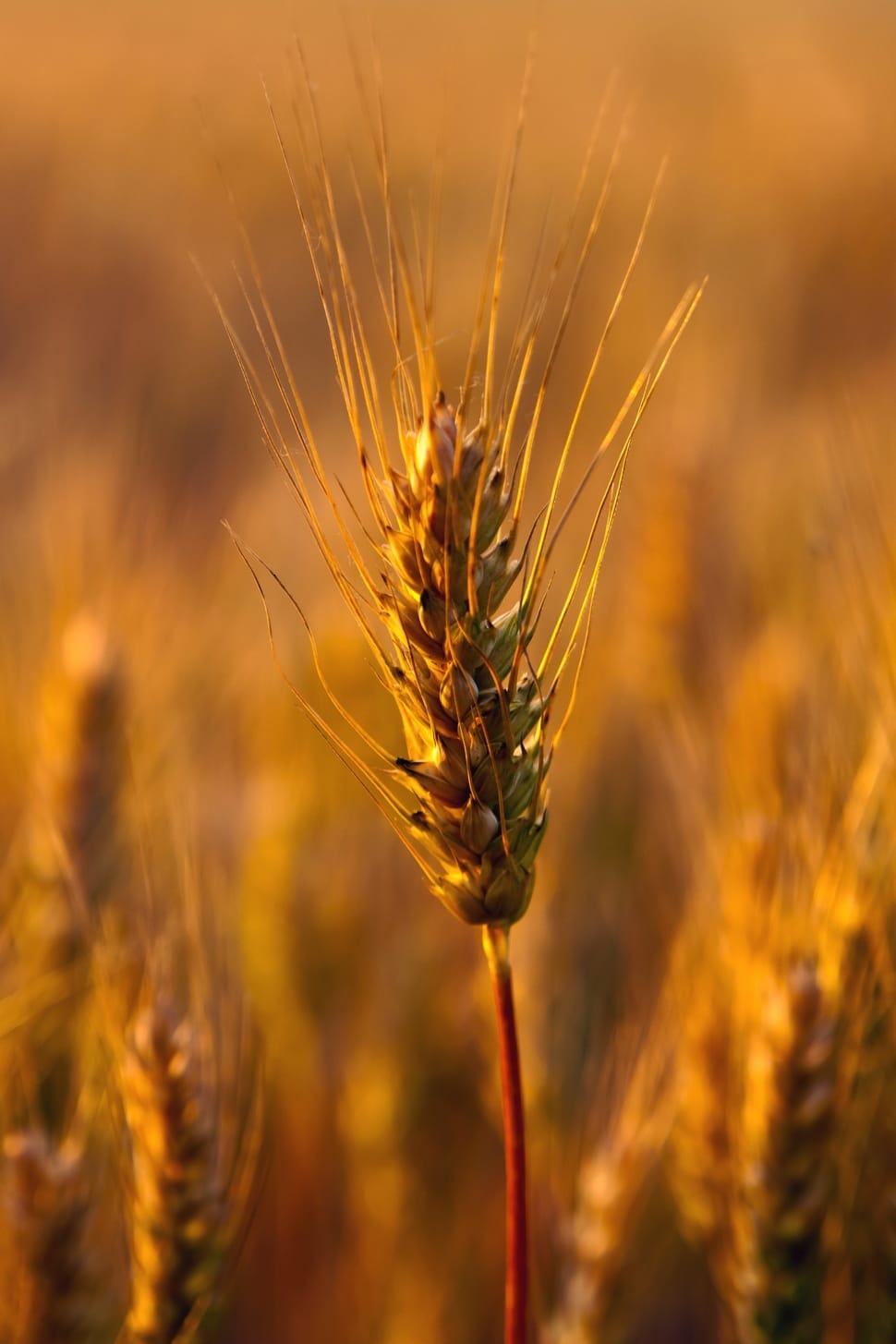wheat in selective focus photography during daytime preview