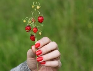 5 strawberry fruits thumbnail