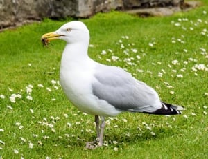 white gray and black seagull thumbnail