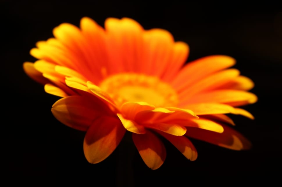 orange gerbera daisy preview