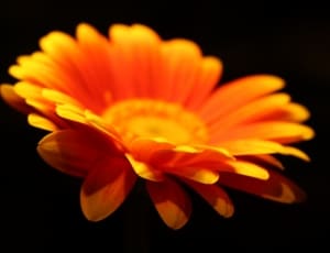 orange gerbera daisy thumbnail