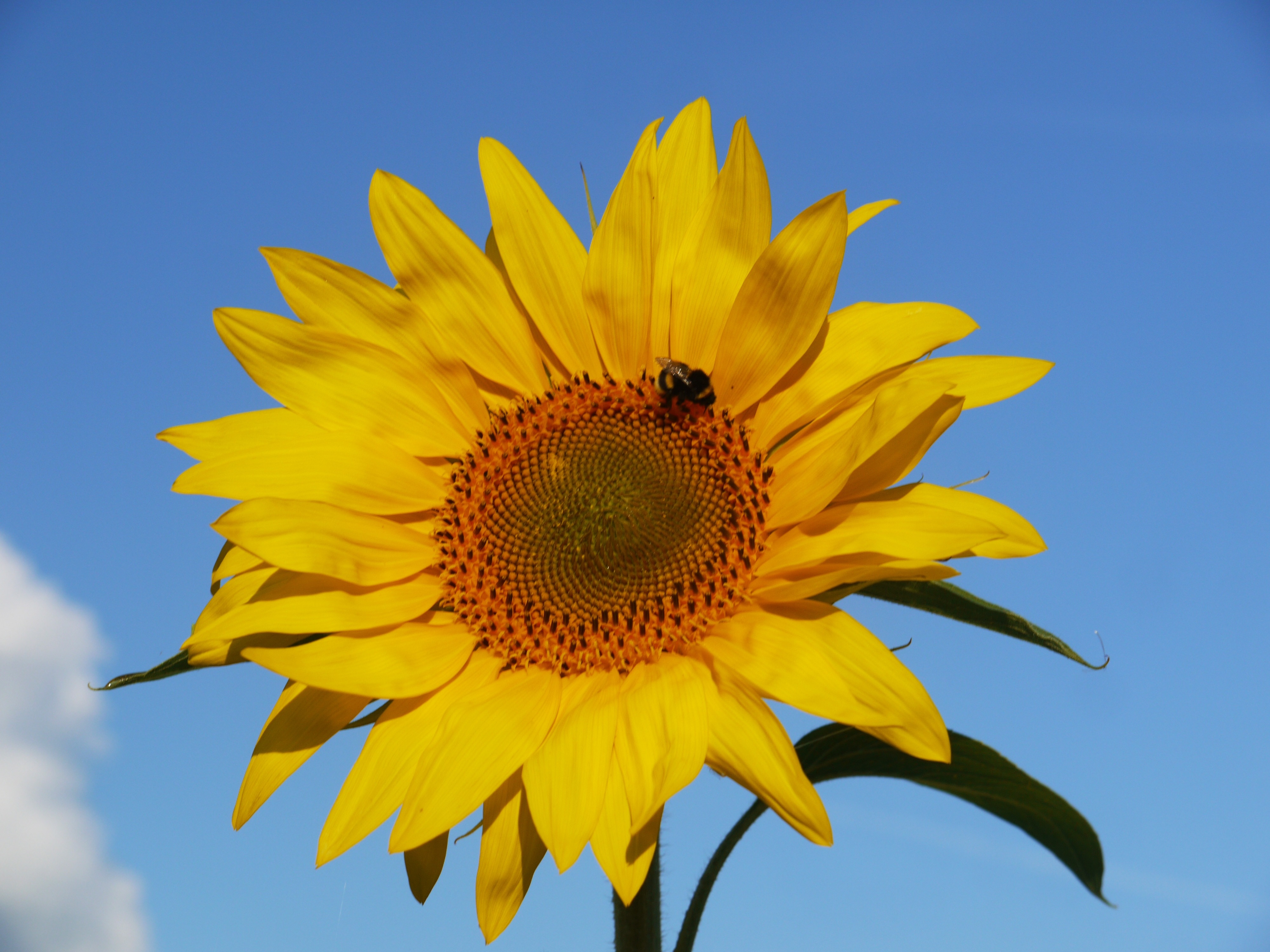 sunflower illustration