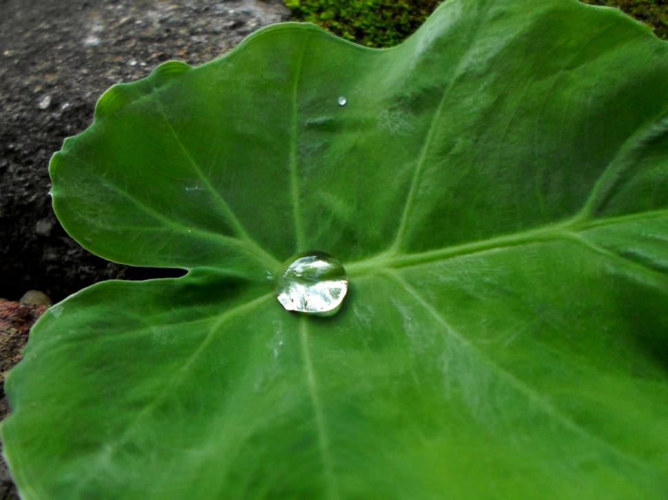 Leafy, Greens, Drops, Leaves, Water, green color, leaf preview