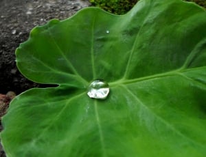 Leafy, Greens, Drops, Leaves, Water, green color, leaf thumbnail