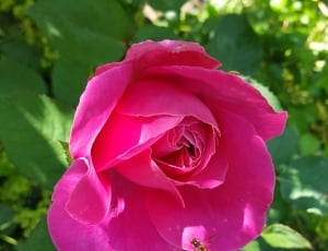 close up photo of pink rose and bee thumbnail