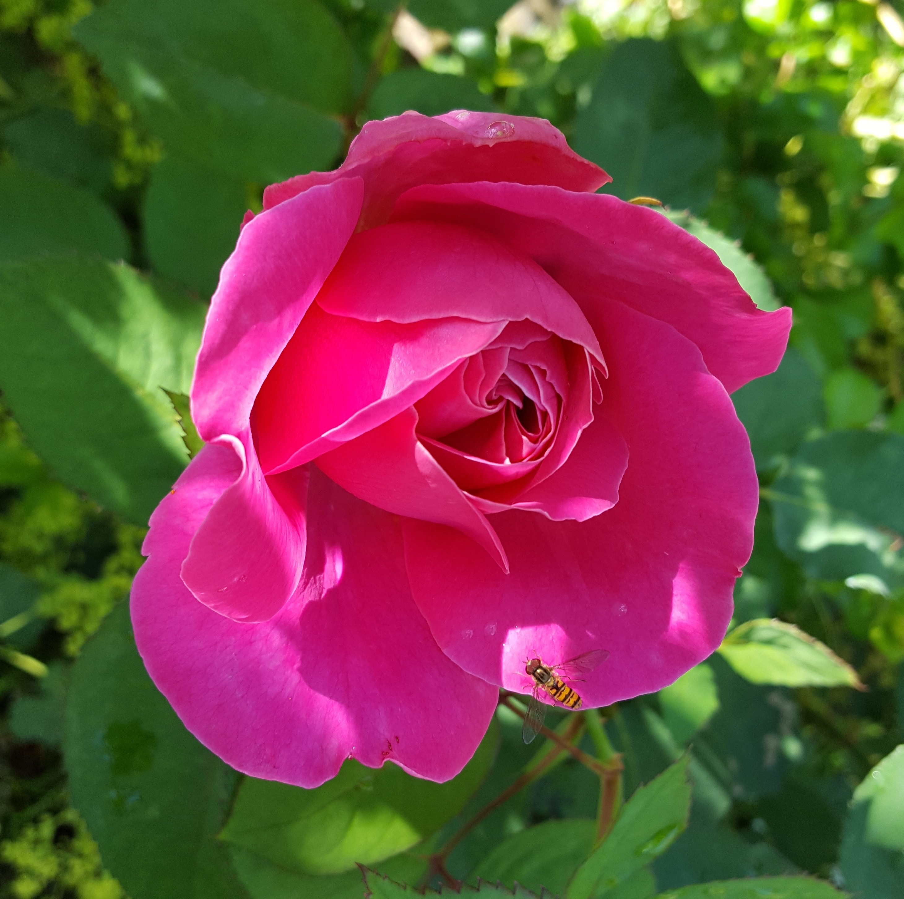 close up photo of pink rose and bee