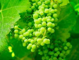 close up photo of green grapes thumbnail