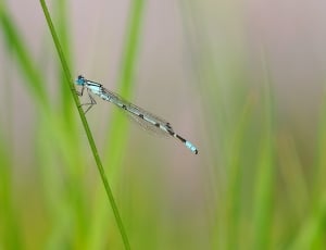 blue and white dragonfly thumbnail
