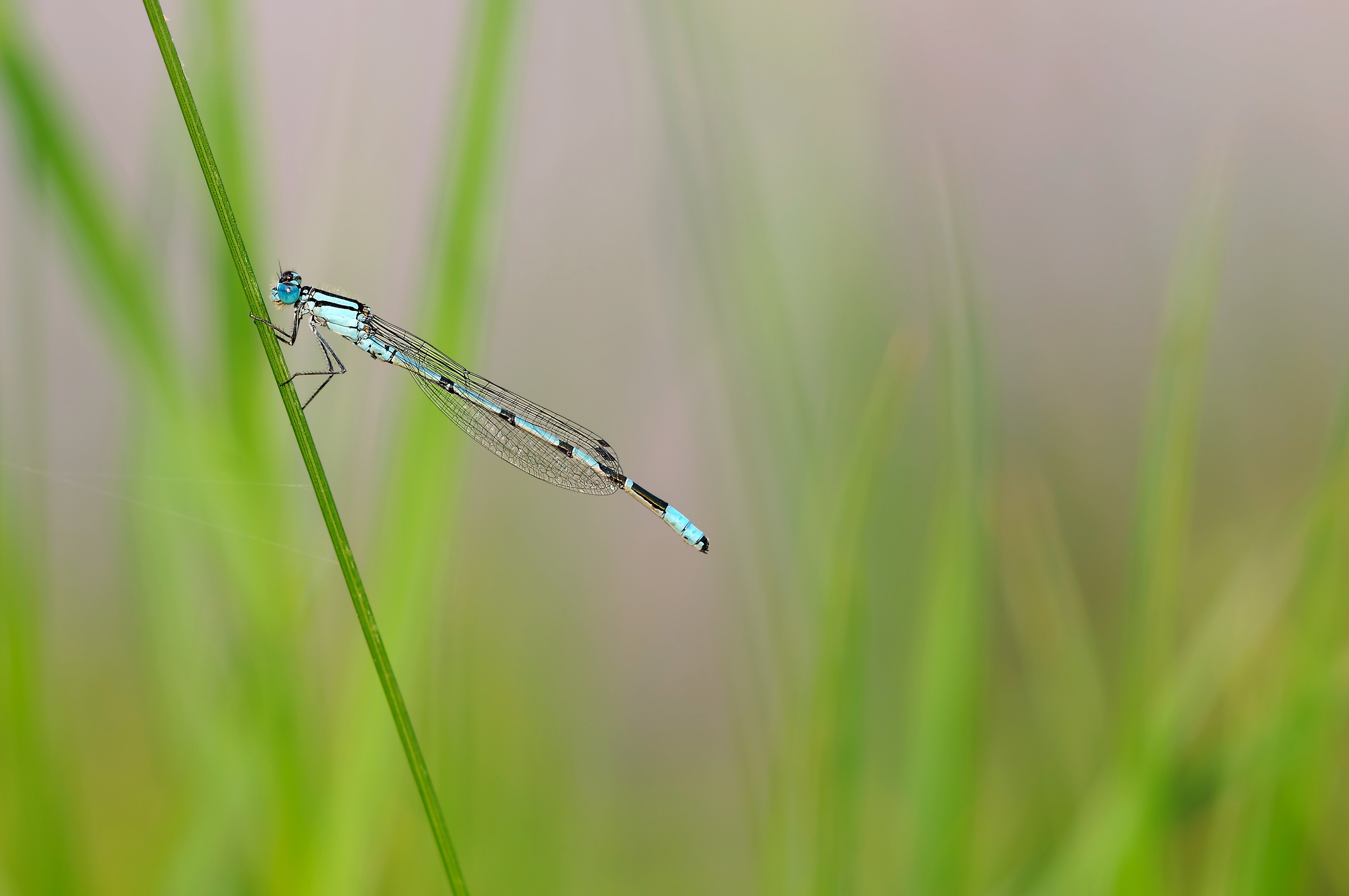blue and white dragonfly