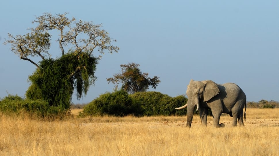 gray elephant walking on brown grass field preview