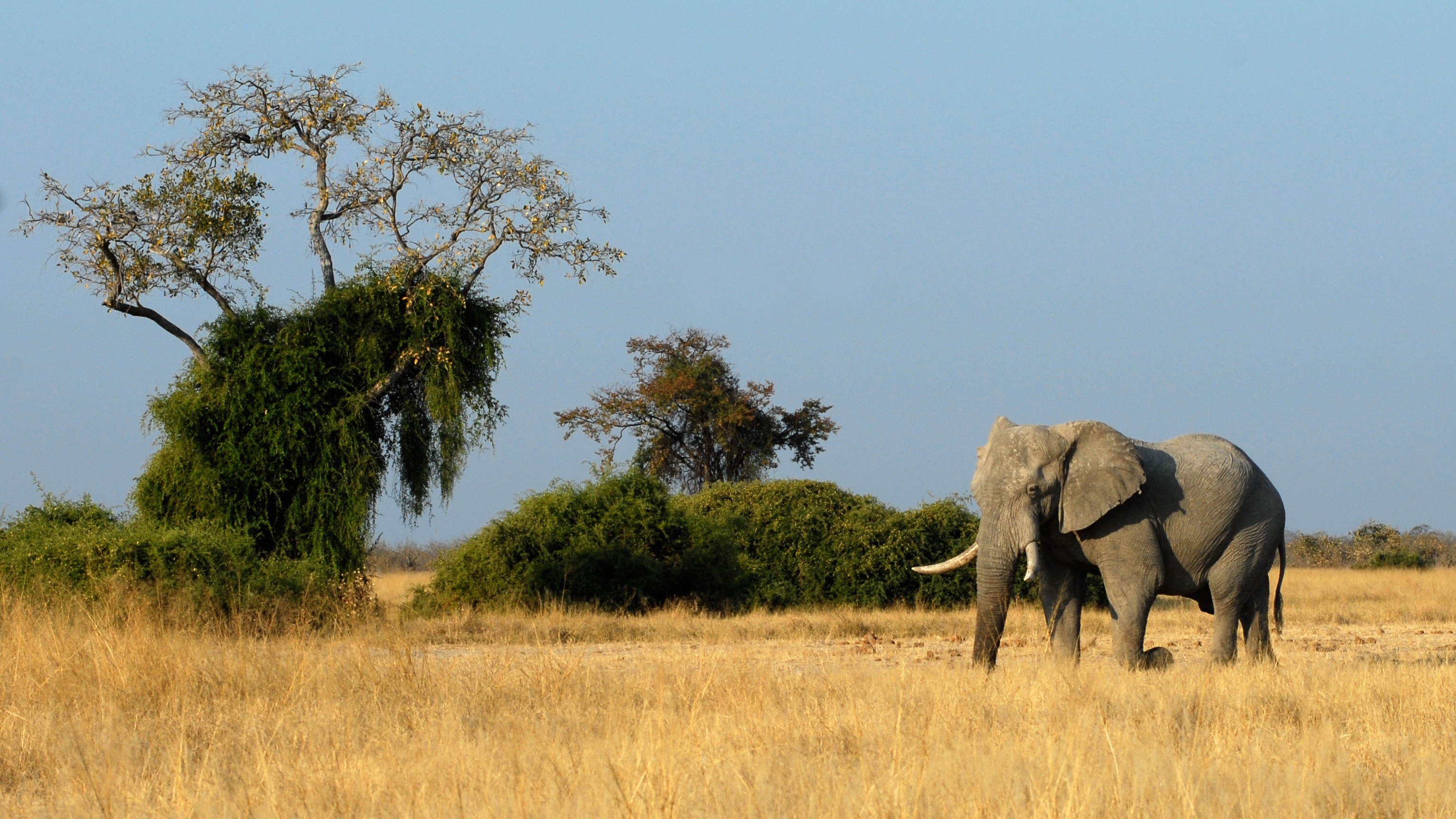 gray elephant walking on brown grass field