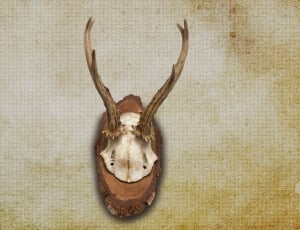 wall mount deer horn thumbnail