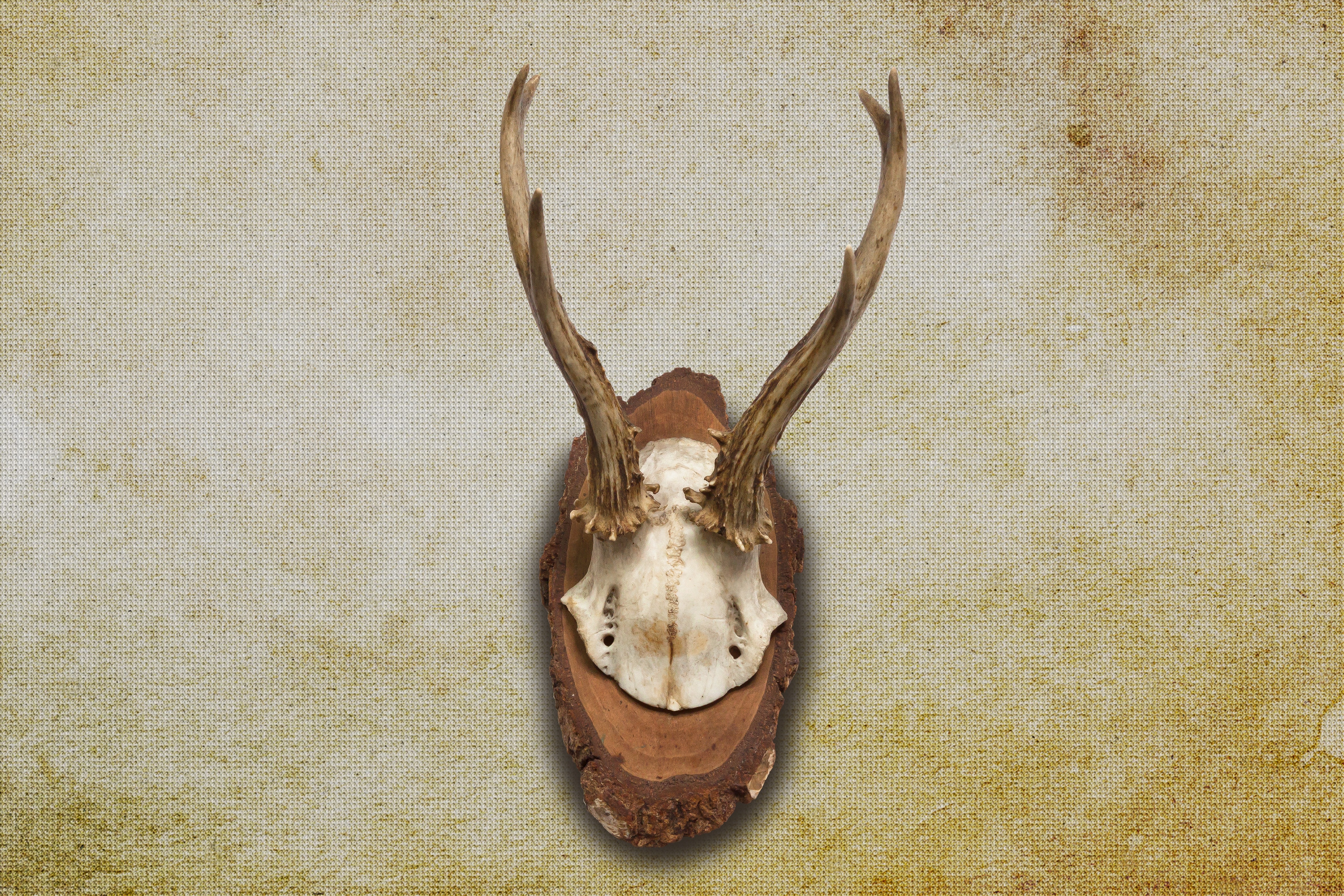 wall mount deer horn