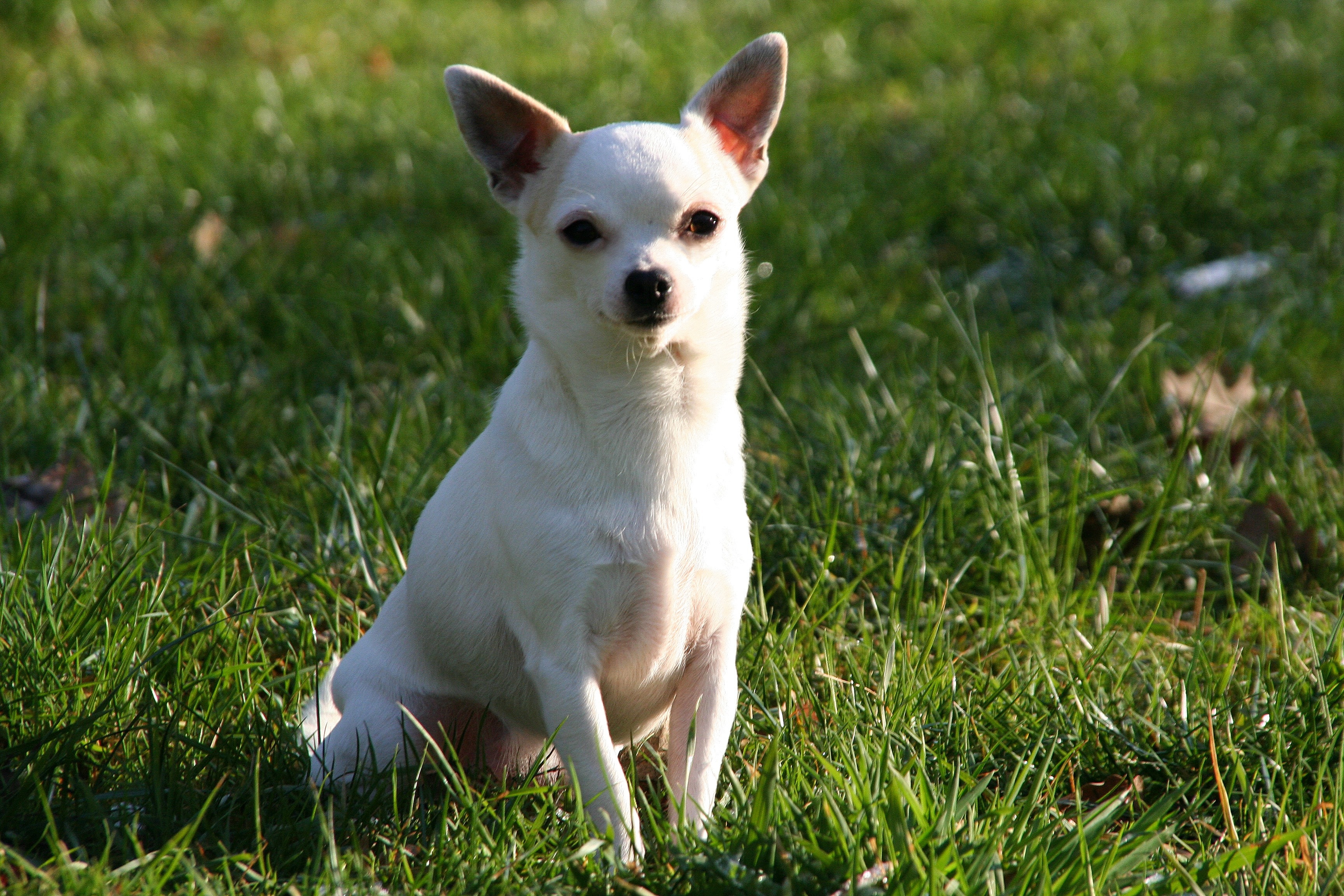 Небольшие породы собак с фотографиями. Чихуахуа короткошерстные. Белый чихуахуа короткошерстный. Чихуахуа белая гладкошерстная. Порода собак чихуа чихуа.