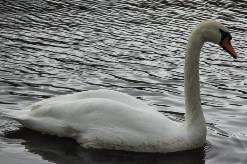 close view of white swan on calm waters preview