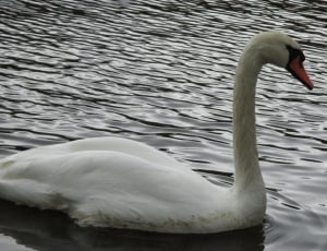close view of white swan on calm waters thumbnail