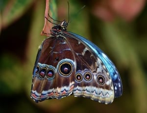 Fly, Wildlife, Animal, Butterfly, Insect, one animal, animal wildlife thumbnail