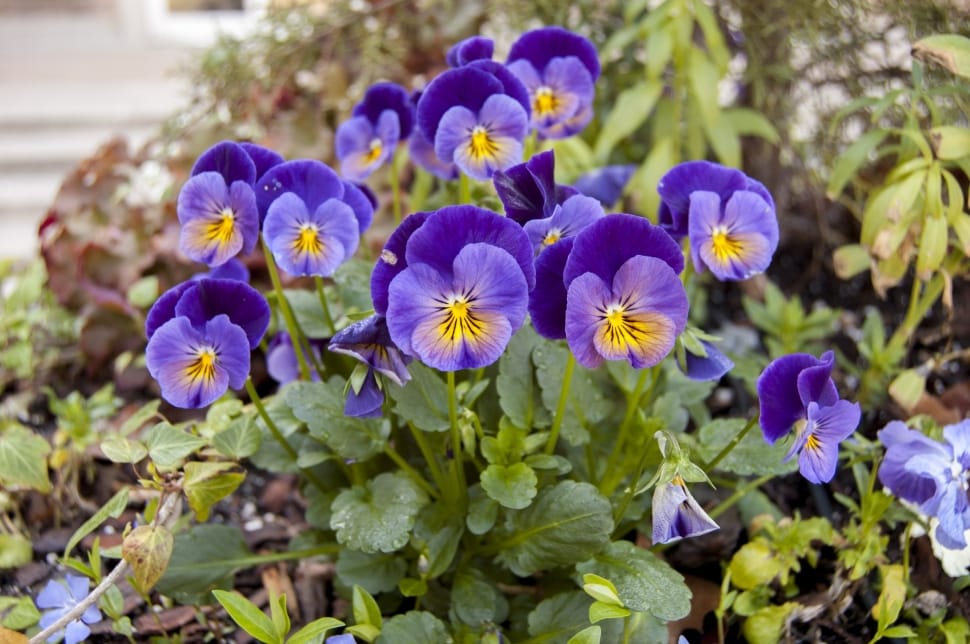 purple-and-yellow Pansies closeup photography preview