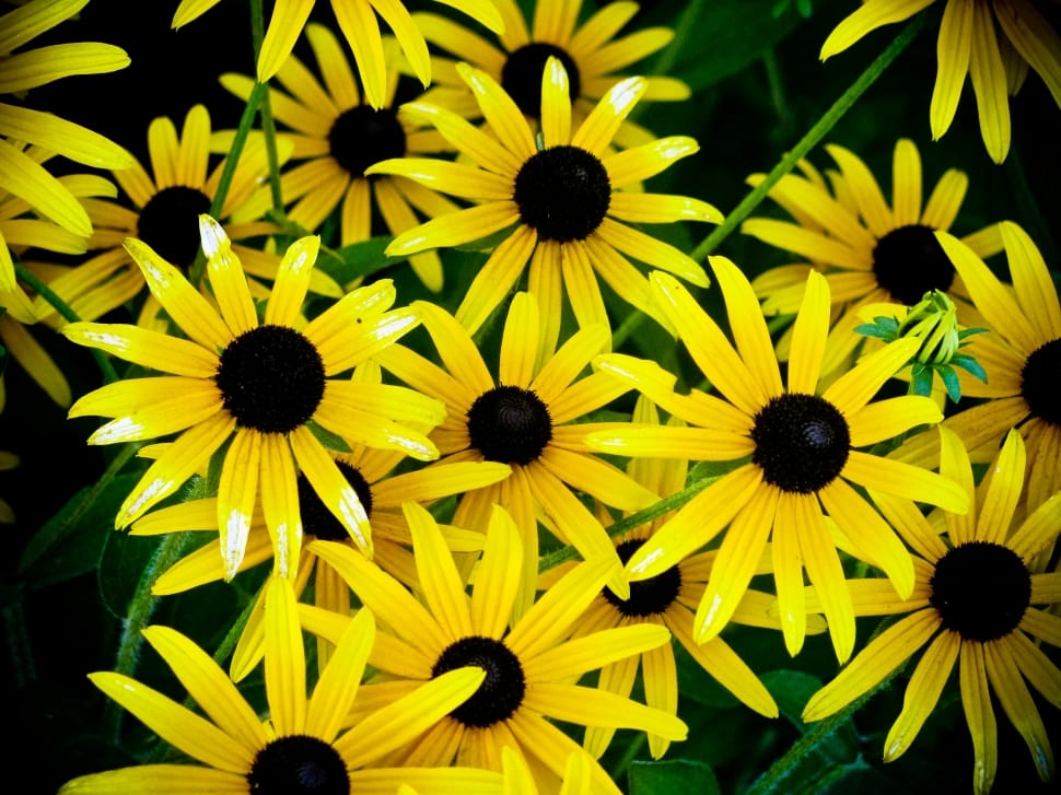 yellow and black flowers preview