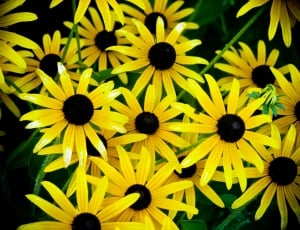 yellow and black flowers thumbnail