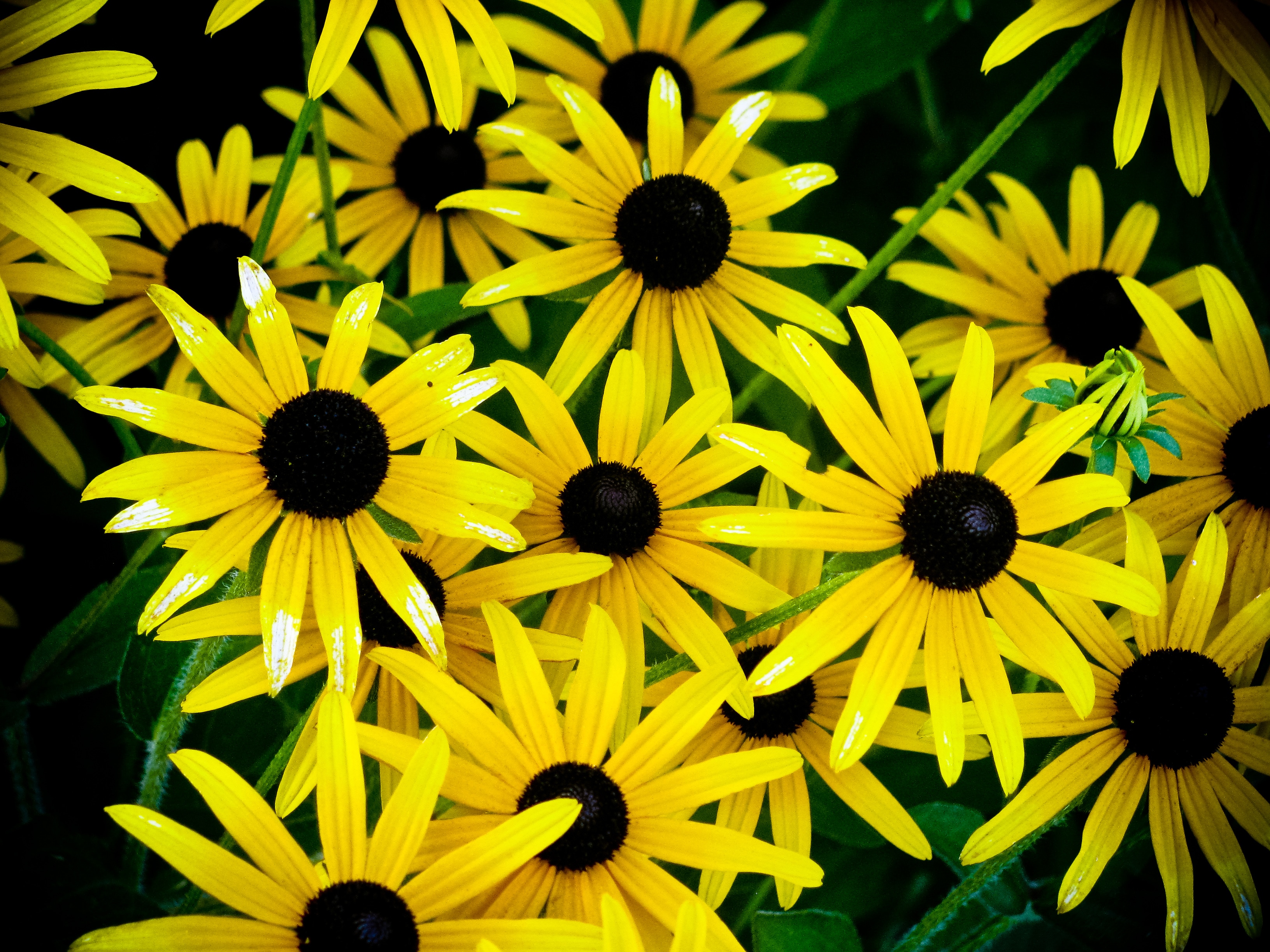 yellow and black flowers
