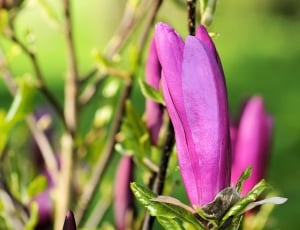 Blossom, Bush, Magnolia, Dark Magnolia, purple, flower thumbnail
