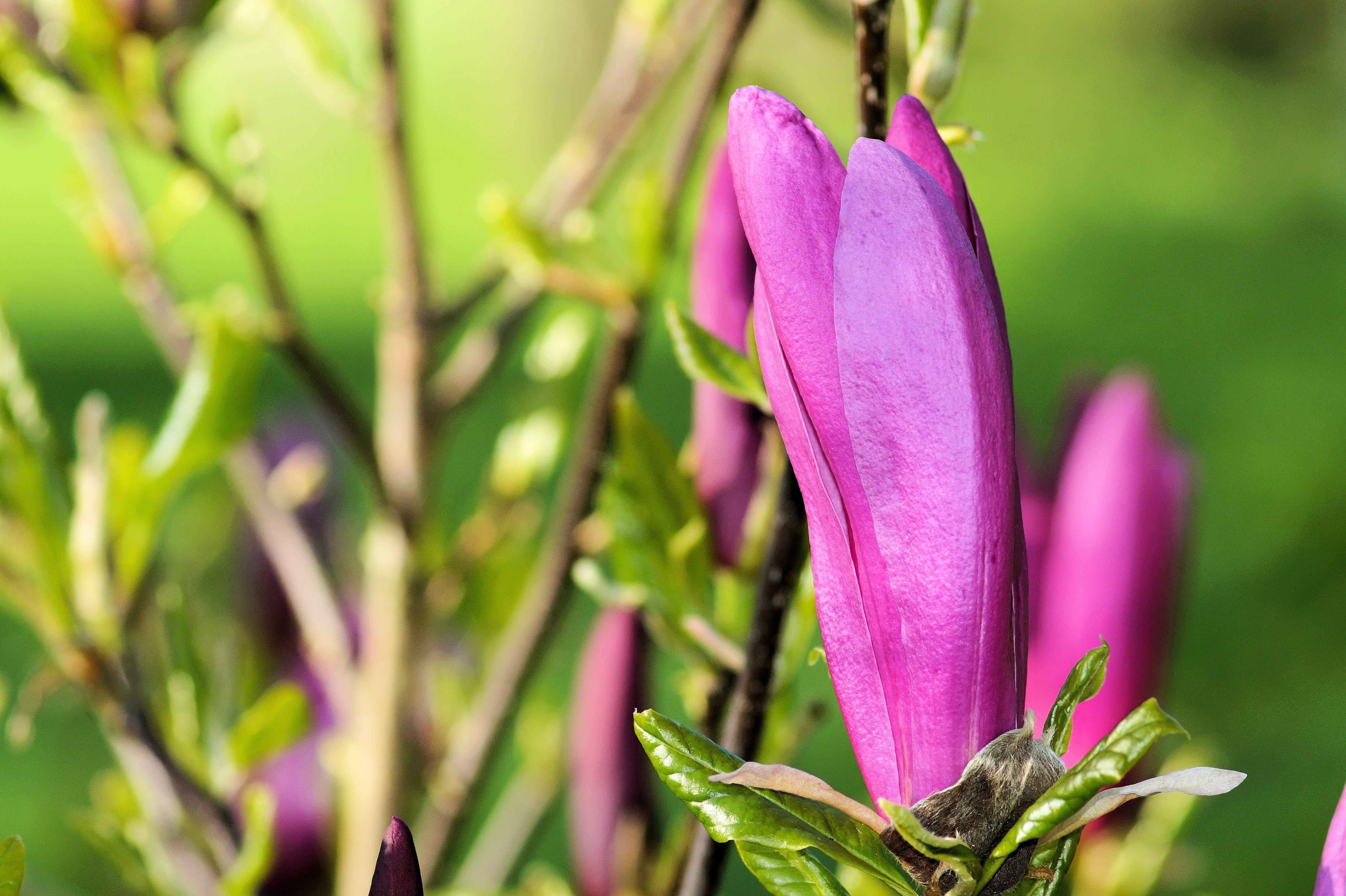 Blossom, Bush, Magnolia, Dark Magnolia, purple, flower