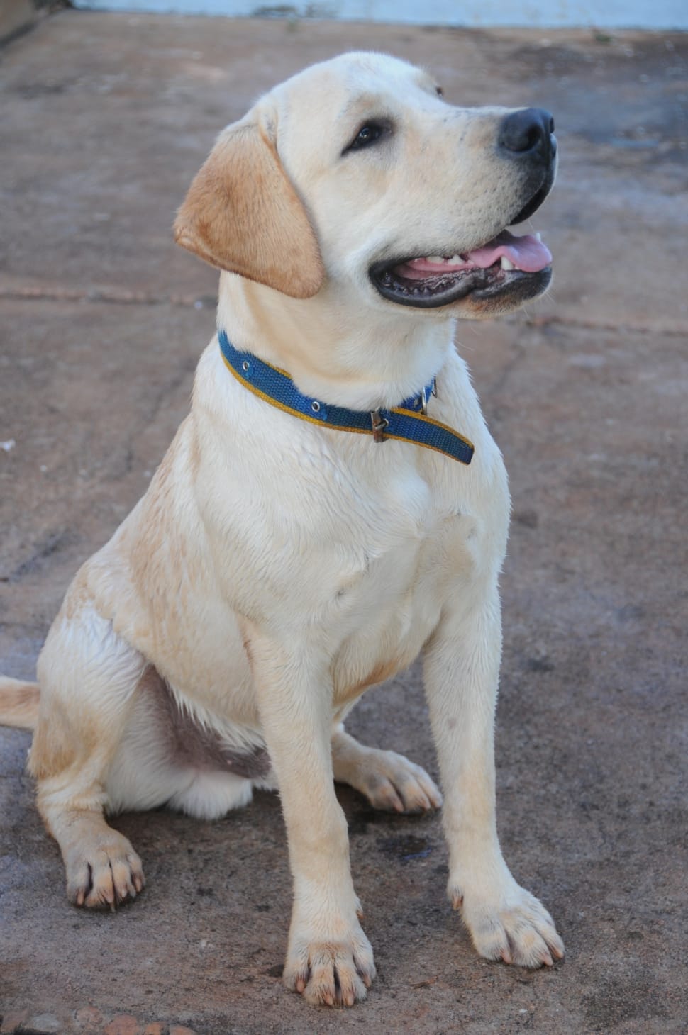 yellow labrador retriever free image Peakpx