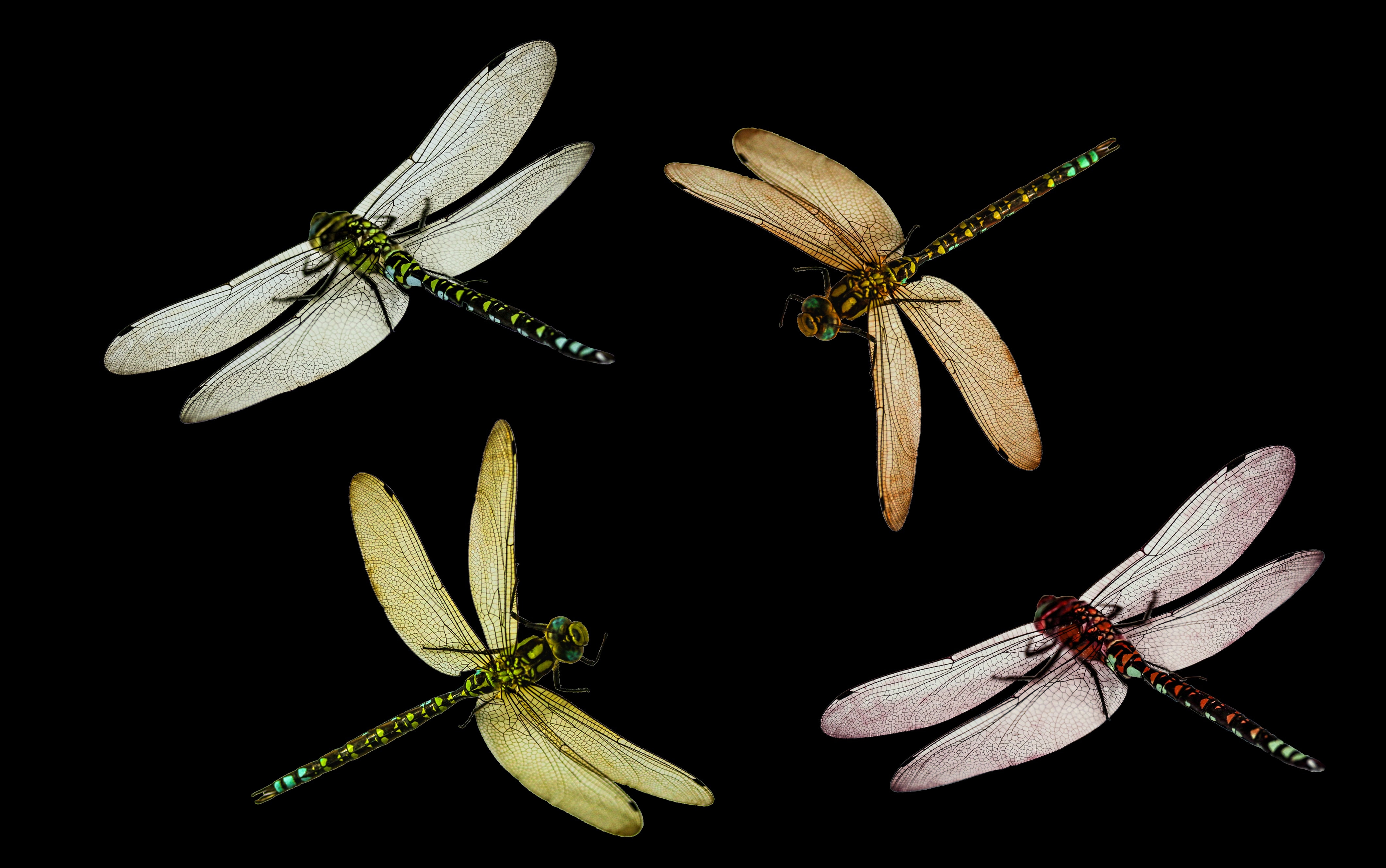 4 dragonfly