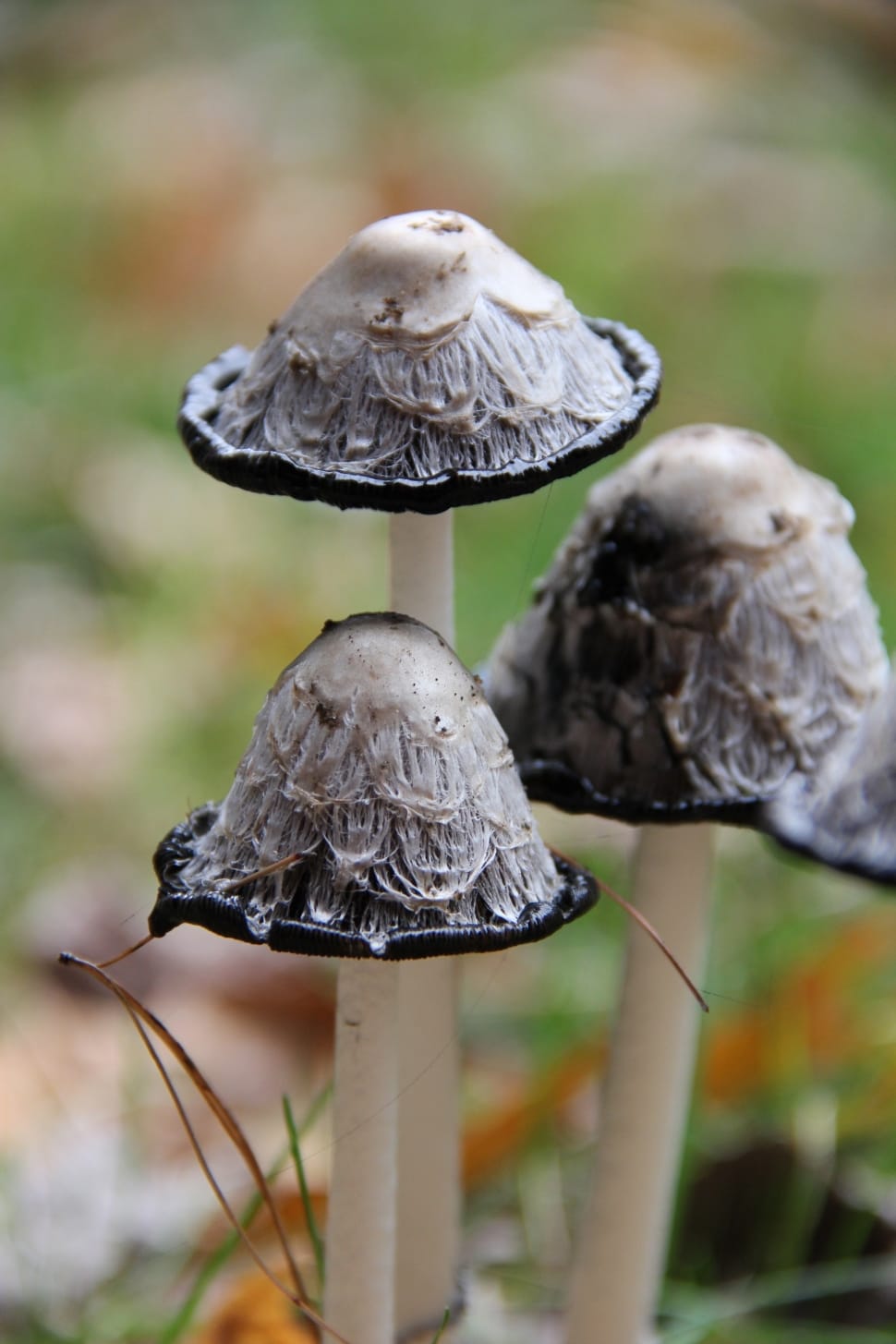 Outdoors, Macro, Mushroom, Garden, mushroom, fungus preview
