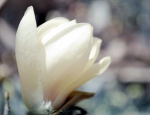 white magnolias thumbnail