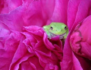green frog and pink clustered petaled flower thumbnail