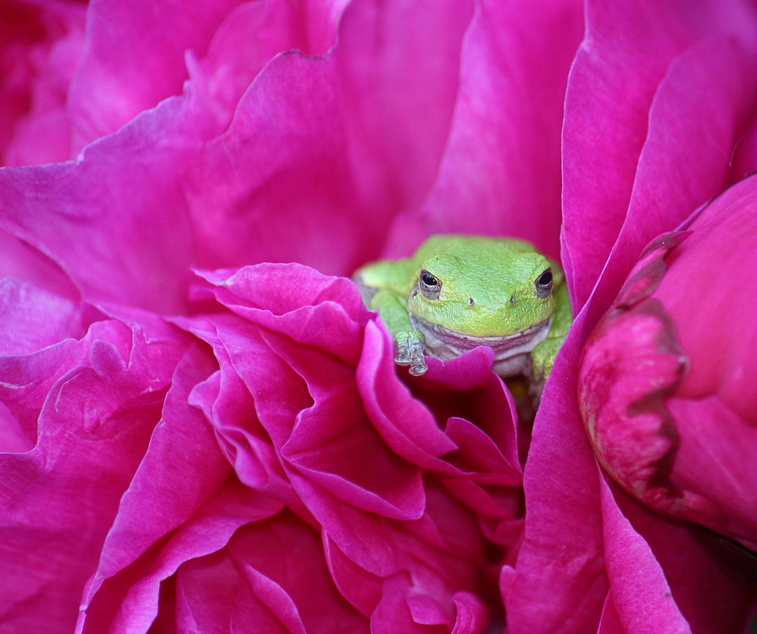 green frog and pink clustered petaled flower
