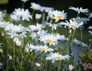 white daisies thumbnail
