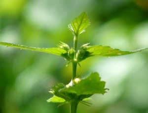 Ordinary Goldnessel, Forest Plant, leaf, green color thumbnail