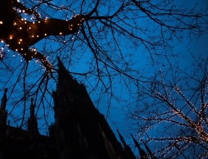 yellow string lights in tree branches during nighttime thumbnail
